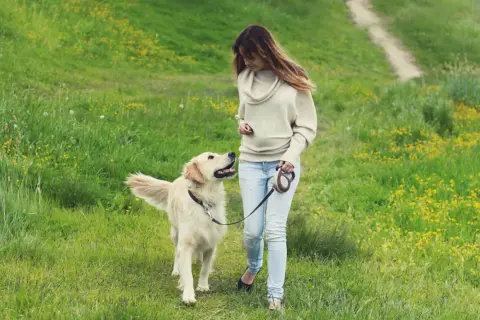 Frau mit Golden Retriever auf einer Wiese mit gelben Blumen. Die **Brut und Setzzeit Sachsen** ist eine gute Zeit für Spaziergänge in der Natur.