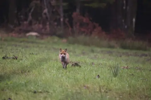 Ein neugieriger Fuchs nähert sich vorsichtig über eine grüne Wiese. Ein Versuch, den Fuchs anzulocken, könnte hier gelingen.