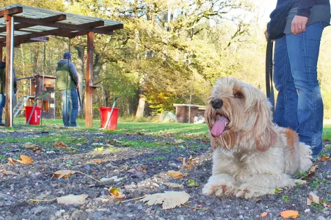 Ein Hund liegt entspannt am Boden, während im Hintergrund Menschen auf einem Schießstand sind. Hier wird der Hund schussfest gemacht.