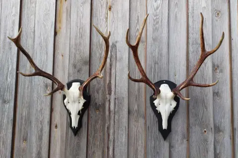 Zwei prächtige Hirschgeweihe, die an einer Holzwand hängen. Diese Hirsch-Trophäen sprechen die Klasse 3 an und sind ein beeindruckender Anblick.