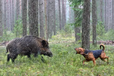 Ein Hund bellt ein Wildschwein im Wald an. Die Szene zeigt eine spannende Jagd mit Hunden im dichten Unterholz.