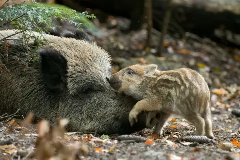 Ein Frischling kuschelt sich an seine Mutter. Bilder von Schwarzwild ansprechen: Ein süßer Moment im Wald.