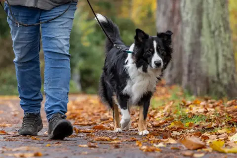 Ein Border Collie läuft an der Leine durch Laub. Beachten Sie die Leinenpflicht zur Brut- und Setzzeit in Schleswig-Holstein.