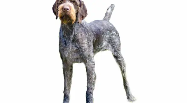 Ein Deutsch Stichelhaar Drahthaar Hund mit struppigem Fell und Bart. Der Unterschied liegt im Fell, aber beide sind tolle Jagdhunde.