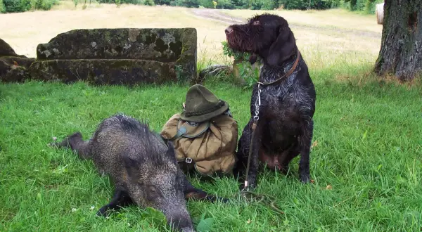 Deutsch Drahthaar Jagd: Ein Hund sitzt neben einem erlegten Wildschwein und Jagdausrüstung im Gras.