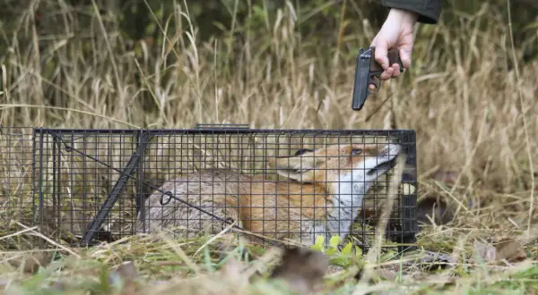 Ein Mann zielt mit einer Pistole auf einen gefangenen Fuchs in einem Käfig. Der Fuchs schaut ängstlich nach oben.
