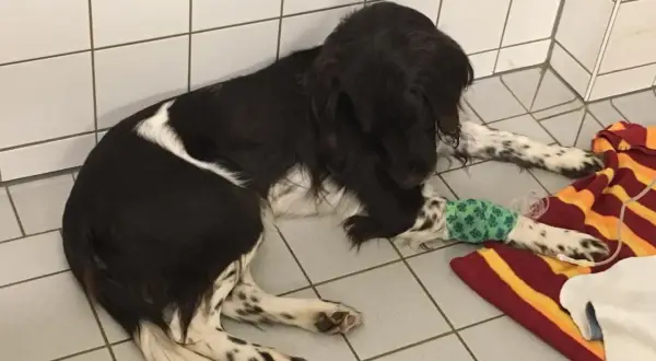 Ein Hund mit Infusion liegt auf einer Decke. Die Wahrscheinlichkeit für das Aujeszky-Virus ist gering, aber die Behandlung ist wichtig.