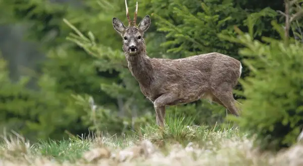 Ein Rehbock mit ungewöhnlichem Geweih steht im Wald.