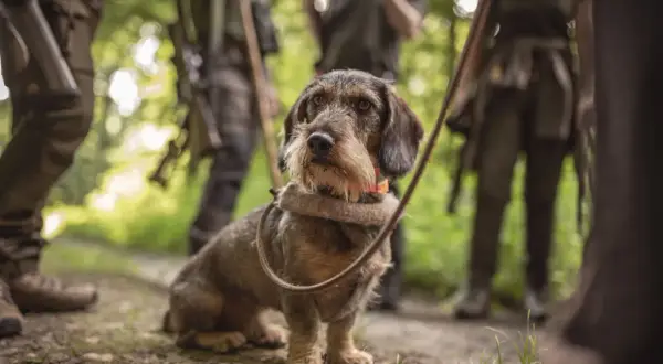 Ein Rauhaardackel mit Halsband und Leine, bereit für die Jagd. Jagdhund Zubehör ist hier im Einsatz.