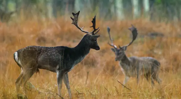 Zwei Damwild-Hirsche mit prächtigem Geweih stehen im hohen, goldenen Gras. Einer im Vordergrund, der andere unscharf im Hintergrund.