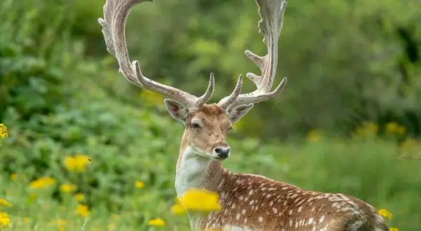 Prachtvoller Damhirsch mit imposantem Geweih, bereit für die Brunftzeit.