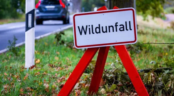 Warnschild "Wildunfall" am Straßenrand. Ein Auto fährt vorbei. Was tun bei einem Wildunfall? Vorsicht ist geboten.