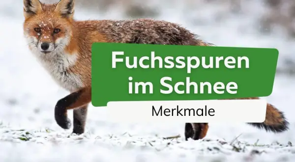 Ein Rotfuchs steht im Schnee. Seine Spuren sind im weißen Untergrund zu sehen.