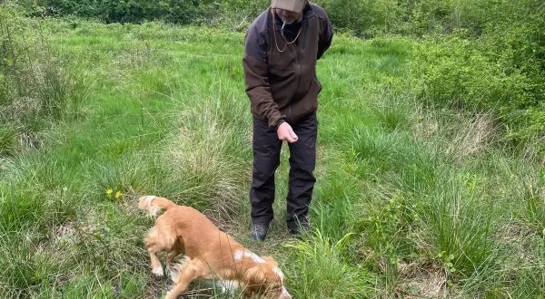 Ein Mann mit Hut beobachtet einen **waidlaut hund**, der im hohen Gras schnüffelt.