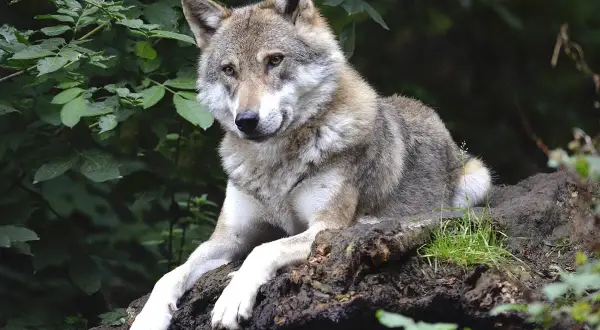 Ein Wolf ruht auf einem Baumstamm, die Augen wachsam. Die Rückkehr der Wölfe nach Deutschland ist ein Zeichen für eine gesunde Natur.