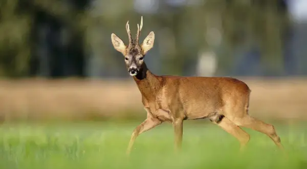 Ein Rehbock mit Geweih schreitet durch grünes Gras. Er ist ein typisches Beispiel dafür, was ist ein Bock in der Natur.