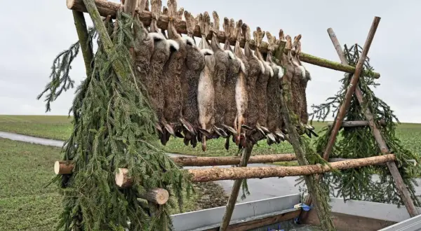 Hasen hängen an einem Holzgestell, ein Zeichen für eine erfolgreiche Treiber Jagd. Tannenzweige schmücken die Szene.