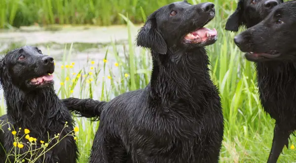 Drei nasse Flat Coated Retriever im Schilf. Hoffentlich sind sie gesund und haben keine Flat Coated Retriever Krankheiten.