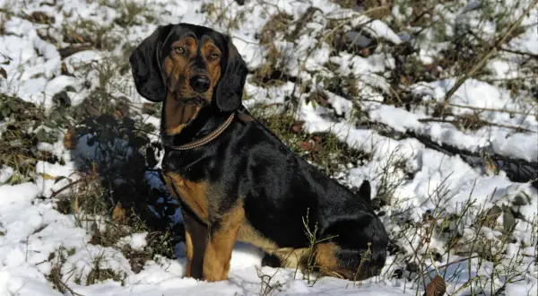 Ein Tiroler Bracke rot sitzt im Schnee.
