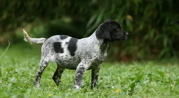 Ein junger Epagneul Breton mit gesprenkeltem Fell und schwarzem Kopf steht auf einer grünen Wiese. Sein aufmerksames Wesen spiegelt das typische Epagneul Breton Temperament wider.