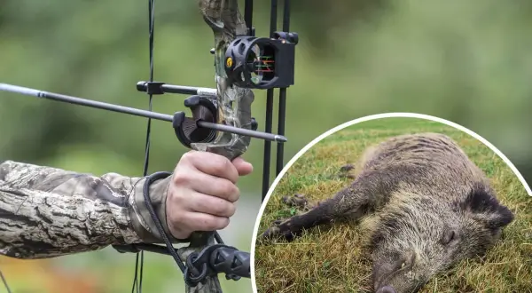 Bogenjagd Deutschland: Ein Jäger zielt mit einem Compoundbogen auf ein Wildschwein, das auf dem Gras liegt.