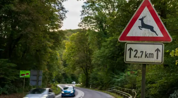 Achtung Wildwechsel! Ein Reh angefahren was tun? Dieses Schild warnt vor Wild auf der Straße. Vorsicht ist geboten, besonders in der Dämmerung.