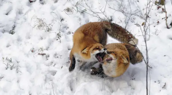 Zwei rotfüchse im winterlichen Schnee, die spielerisch miteinander raufen und ihre Zähne zeigen.