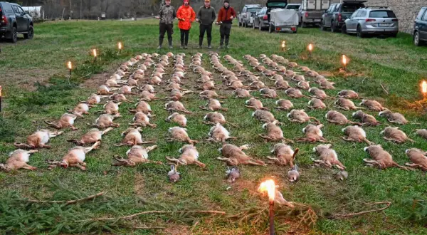 Eine Treibjagd: Hunderte Hasen liegen aufgereiht im Gras, vier Jäger stehen dahinter. Fackeln beleuchten die Szene.