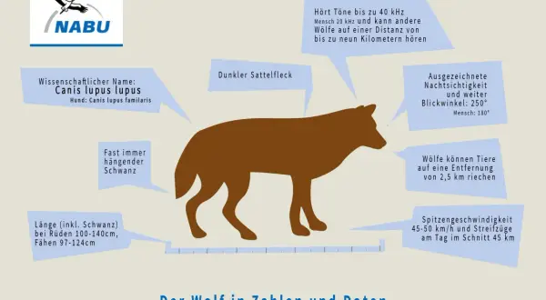 Ein Wolf kann 45-50 km/h schnell rennen. Die Grafik zeigt einen Wolf mit Daten zu seinen Sinnen und Körpermaßen.