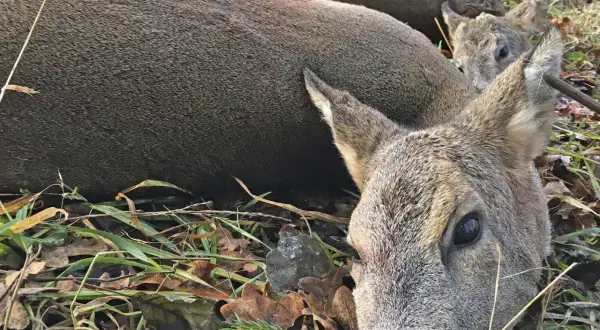Zwei erlegte Rehe liegen im Gras. Die Dublette Jagd war erfolgreich.