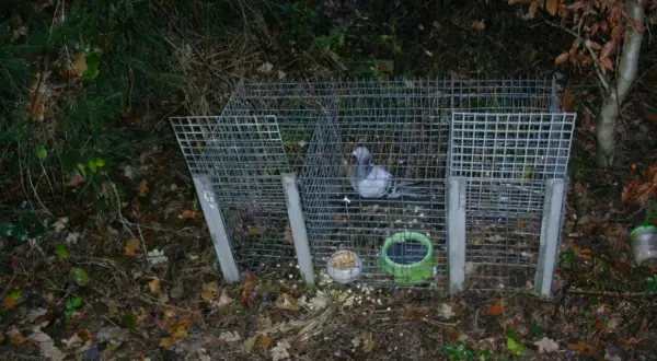 Ein Vogel sitzt in einer Metallfalle. Die schwanenhals falle erlaubt, dass Tiere hineingehen, aber nicht mehr heraus.