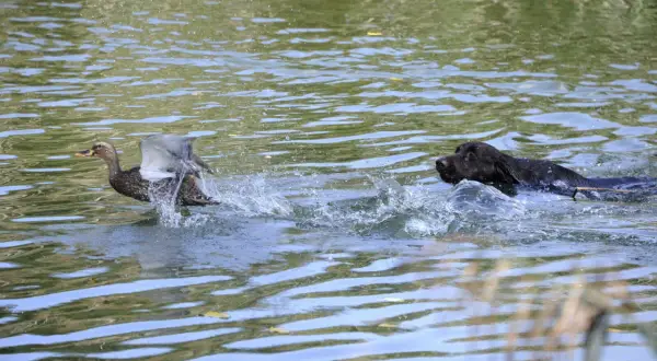 Ein Hund schwimmt im Wasser, während eine Ente davonfliegt. Die Szene erinnert an eine "enten jagd".