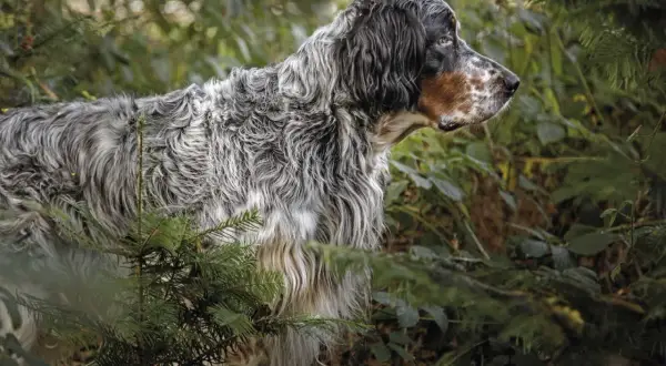 Ein English Setter, eine der eleganten englischen Jagdhunderassen, steht aufmerksam im Wald.