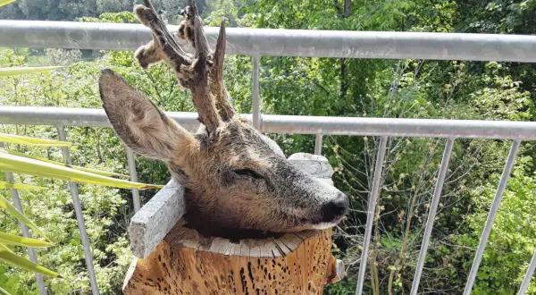 Ein präparierter Bock im Bast ruht auf einem Baumstumpf. Hinter ihm erstreckt sich eine grüne Waldlandschaft.