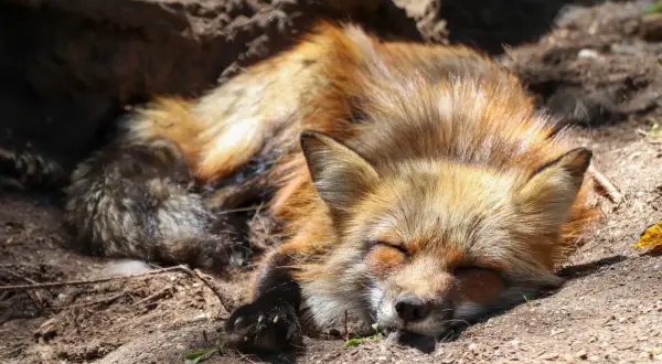 Ein **ranz fuchs** schläft friedlich im Erdreich, sein buschiger Schwanz eingerollt.
