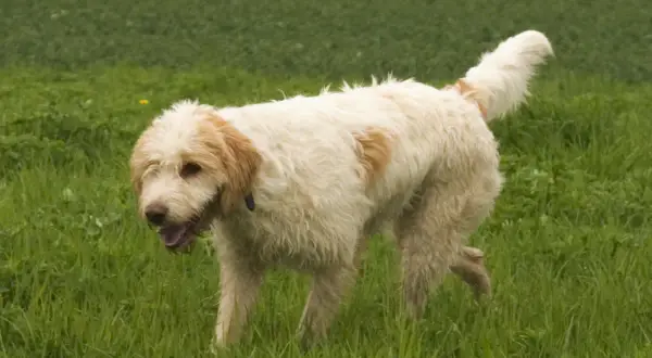 Ein flauschiger Griffon Jagdhund mit hellbraunen Flecken läuft fröhlich über eine grüne Wiese.