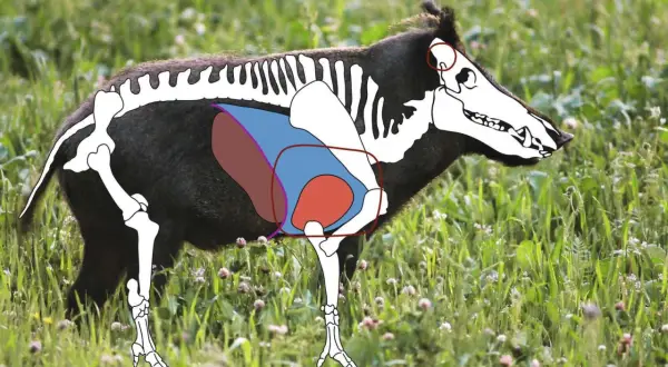 Schematische Darstellung der Anatomie Schwarzwild mit Skelett und inneren Organen, auf einer grünen Wiese.