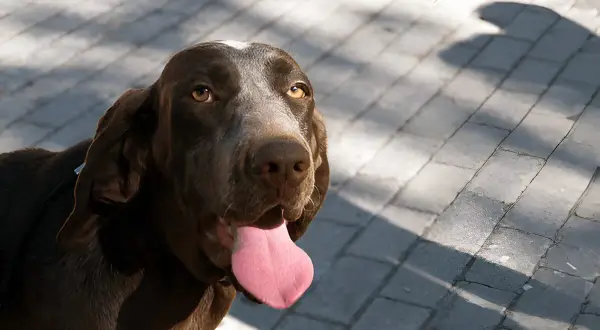 Ein brauner spanischer Pointer mit weit herausgestreckter Zunge blickt erwartungsvoll in die Kamera.