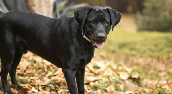 Ein schwarzer, alter Jagdhund steht im Herbstlaub.