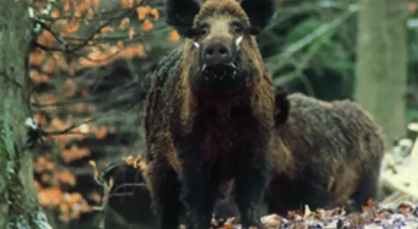Zwei Wildschweine im Wald. Das vordere Tier blickt direkt in die Kamera. Man kann die Borsten und die Hauer gut erkennen.
