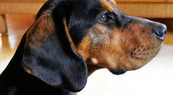 Ein braun-schwarzer Bracken Hund mit aufmerksamen Augen und hängenden Ohren blickt nach rechts.