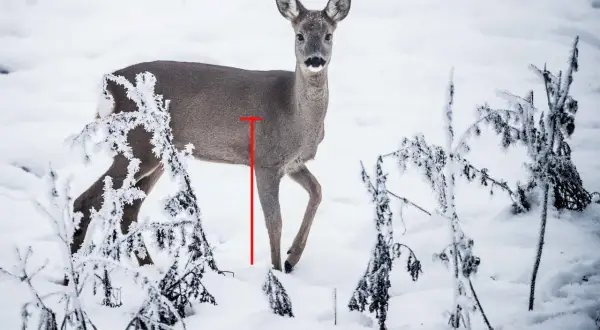 Ein Reh im Schnee, markiert für einen Blattschuss.