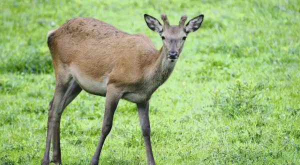 Ein junges Rotwild steht auf einer grünen Wiese und blickt neugierig in die Kamera.