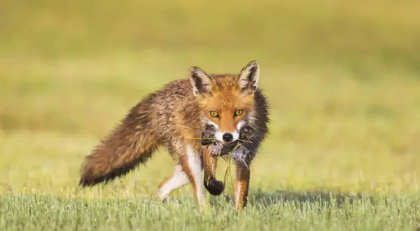 Ein Fuchs mit Beute im Maul, der durch hohes Gras läuft. Man sieht, wann der Fuchs jagt, wenn er erfolgreich ist.