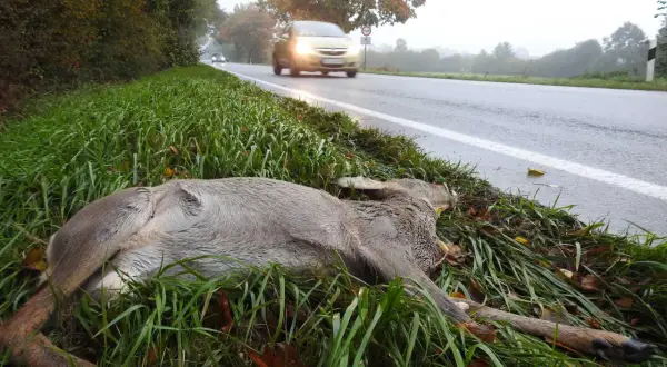 Ein angefahrenes Reh liegt im Gras neben einer nassen Straße. Autos fahren vorbei, eines davon mit eingeschalteten Scheinwerfern.