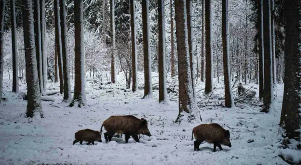Wildschweine durchstreifen den verschneiten Wald in NRW. Die Jagdzeit ist in vollem Gange, doch die Tiere sind gut getarnt.