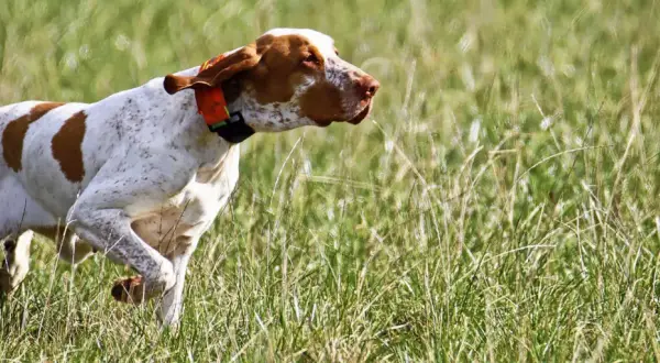 Ein weiß-brauner Bracco Hund mit orangefarbenem Halsband läuft durch hohes Gras.