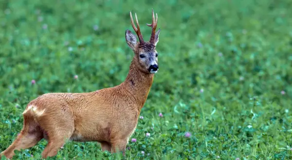 Ein kapitaler Bock steht im grünen Klee.