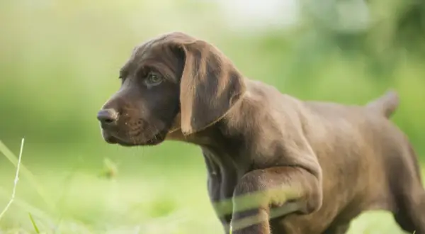 Brauner Welpe einer der Schweisshunde Rassen, mit grünen Augen, steht im Gras.