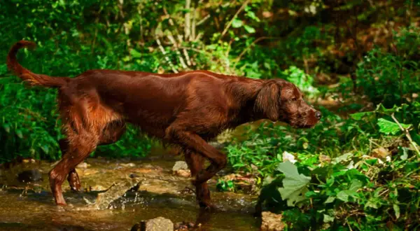 Brauner deutscher Wachtelhund durchquert Bachlauf im Wald, bereit für die Jagd.